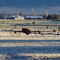 Tumalo farm country