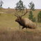 Elk Ranch
