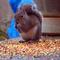 Squirrel Feeding...