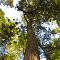 old growth chinquapin