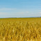 Wheat Field near Pendleton