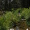 Willow Creek