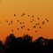 Killdeer fly away at night