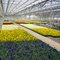 Bob's Market and Greenhouses, Inc. - Driving Range Greenhouse