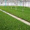 Bob's Market  and Greenhouses - Field House (Rooted Liner Division)