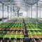 Bob's Market and Greenhouses, Inc - Uptown Greenhouse