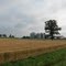 Wheat