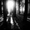 Tree shadows