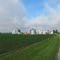 Young Corn