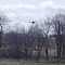 Woodside Rd Nest