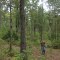 fire break stand