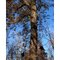 drew woods preserve bur oak fall old growth ohio