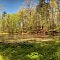 Spring Pond