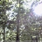 Tree Canopy