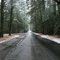 Whites Woods