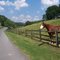 Horses, Cohutta Springs Conference Center, 2009
