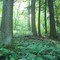Lush Forest