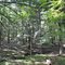 Jean Brunet Woods State Natural Area, Brunet Island State Park, WI