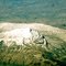 Zagros Mountains