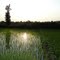 sunrise at rice farm
