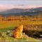 Loyal to duty in a nostalgic sunset,full size please