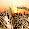 sunrise look through wheat clusters
