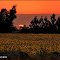  sunset on sunflowers garden