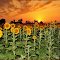  sunset on the sunflowers field