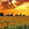 birds flight over sunflowers garden