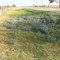 PoPo's Bluebonnets