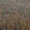 Hillside of tall prairie grasses in the Mines of Spain, Dubuque, Iowa