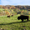 Buffalo farm south of Dubuque, Iowa