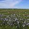 Roadside Flowers and Cornfiels in Iowa