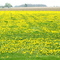 Field of Dandelions
