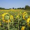 Sunflower Field, Riverton , Iowa