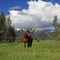 Greener Pastures