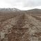 Apple Plain
