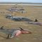 مرگ دسته جمعی دلفین ها A group of deaded Dolphins (Jask iran)