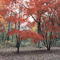 arboretum de chicago-otoño 1998