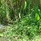 Gator in the bushes