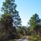 Okaloacoochee Slough State Forest