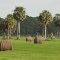 Haystacks in Felda, Florida