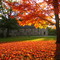 Fall in Bloomington