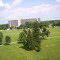 Bloomington, Tulip Tree