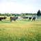 Silhouette of Cattle Drive in Bull Foot Park, Hennessey OK