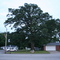 Orestes Tree