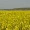 Canola in Bloom