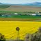 Canola and Blue Berries