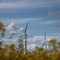 Canola for Biodiesel and wind power