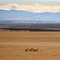 Pronghorn Herd October 2005